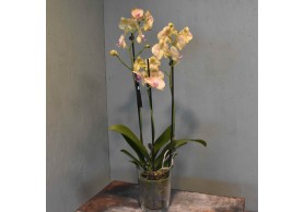 Orquídea Mod.1