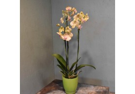 Orquídea Mod.2
