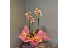 Orquídea Mod.4