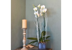 Orquídea Mod.7